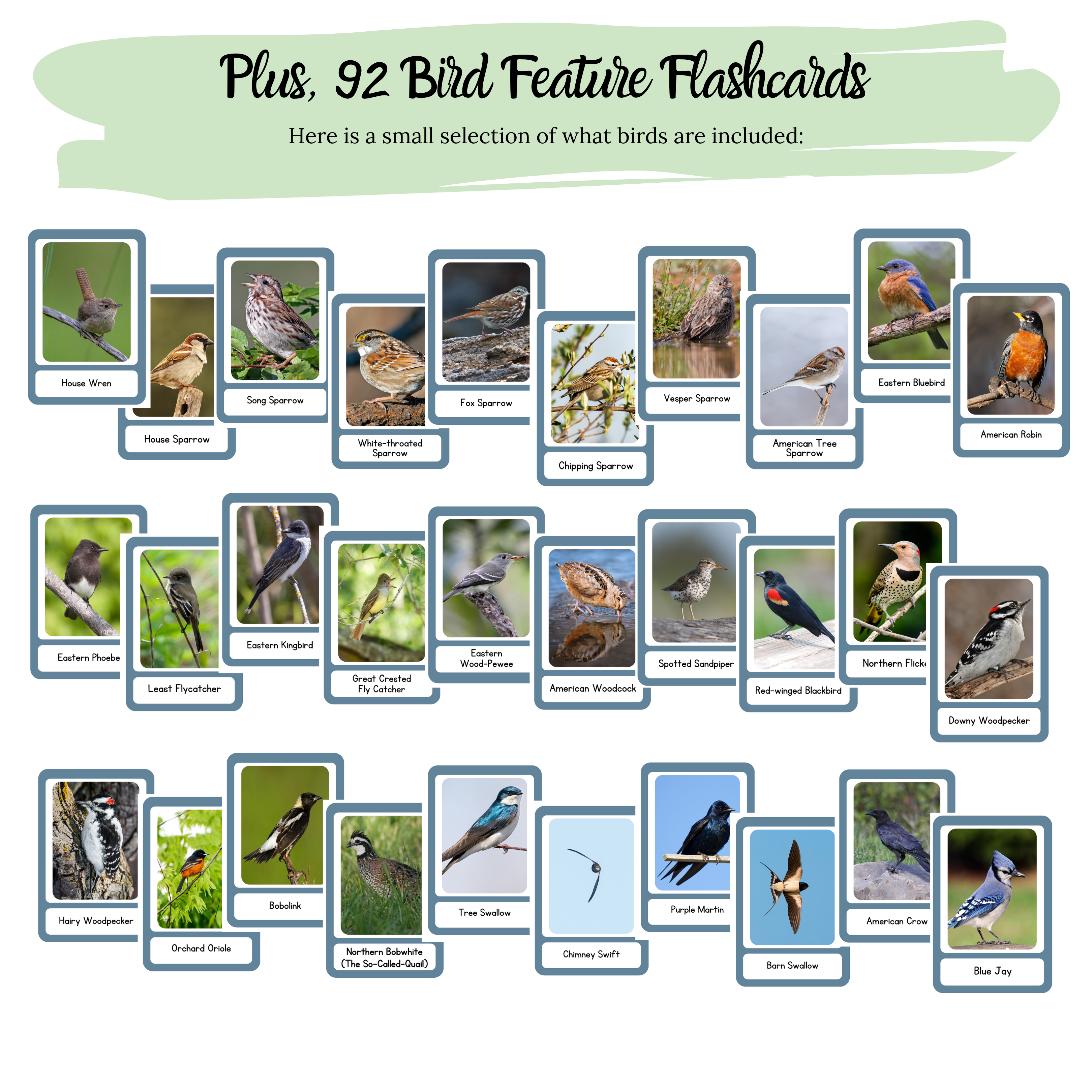 The Burgess Bird Book Nature Study Guide