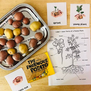 Life Cycle of a Potato Unit Study