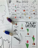 Load image into Gallery viewer, May&#39;s Tulips &amp; Taffy Learning Pack with Read, Paint, Cook Activity Calendar
