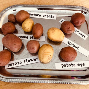Life Cycle of a Potato Unit Study