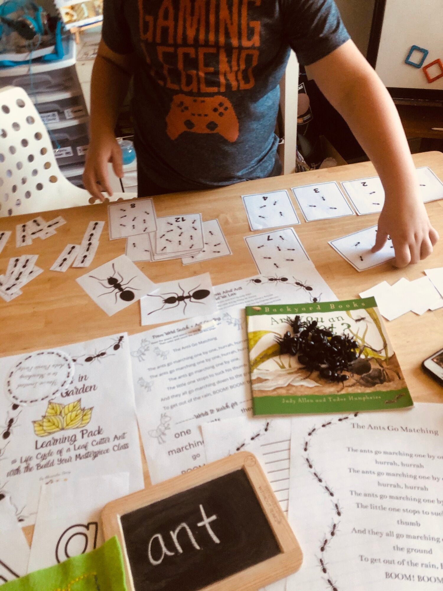 Ants in the Garden Learning Pack with Ant Life Cycle