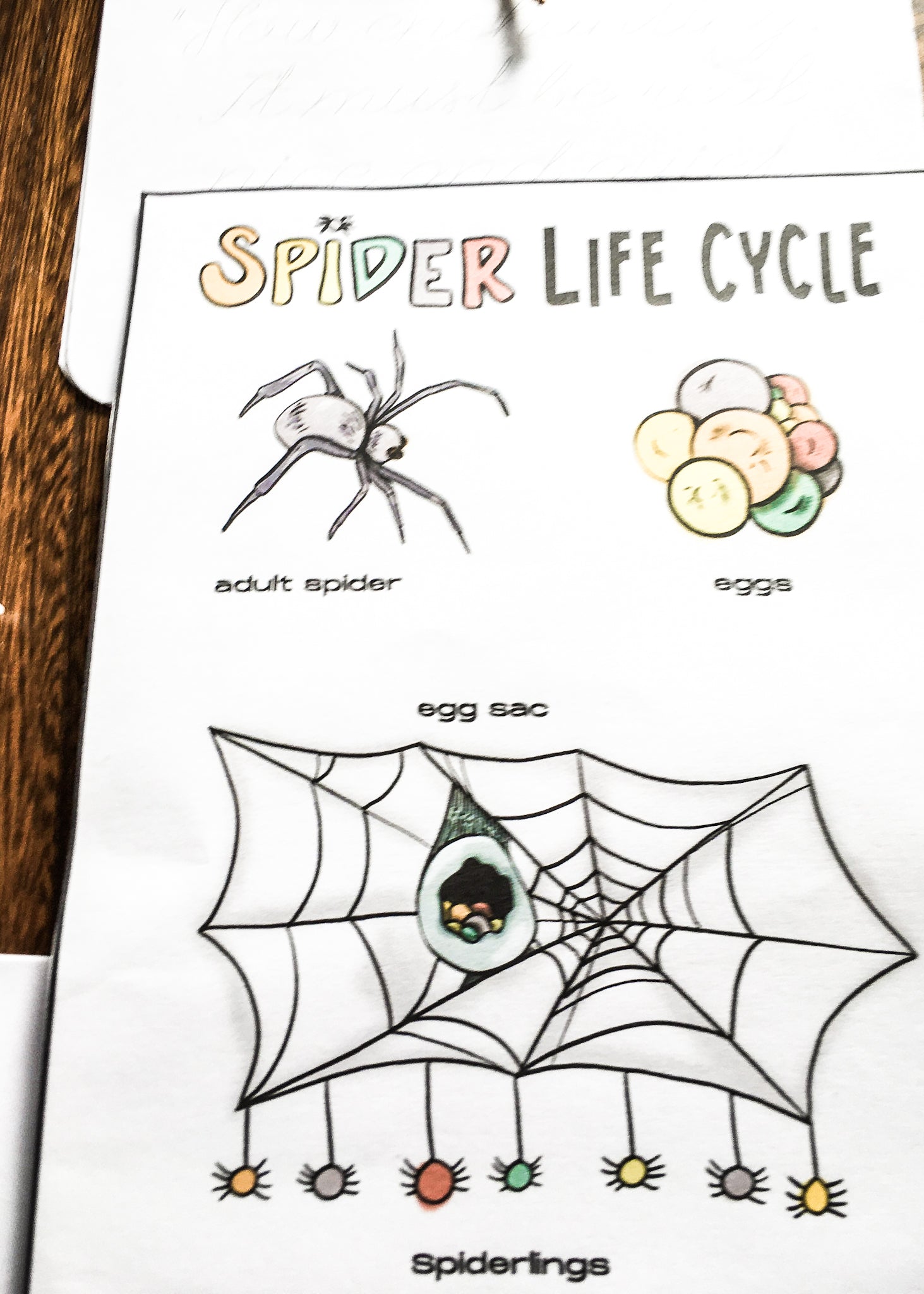 Charlotte's Web Art & Baking Unit Study + BONUS Life Cycles of a Pig & Spider!