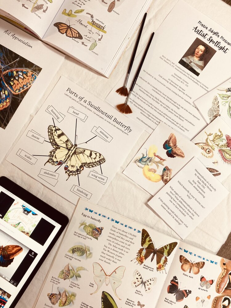 Butterflies in the Garden Art + Baking Unit Study with Swallowtail Life Cycle + Artist Spotlight of Maria Sibylla Merian