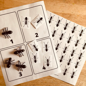 Ants in the Garden Learning Pack with Ant Life Cycle
