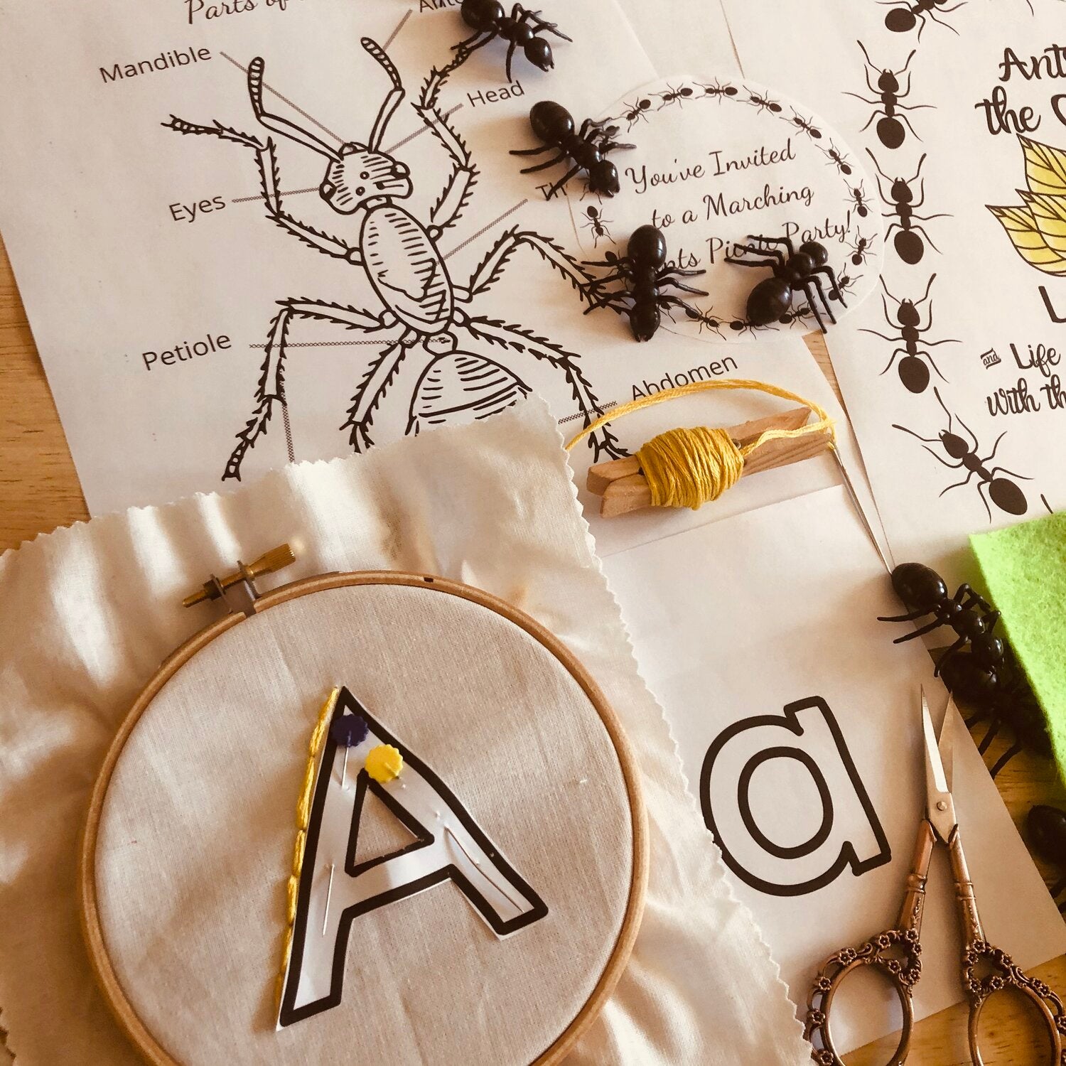 Ants in the Garden Learning Pack with Ant Life Cycle