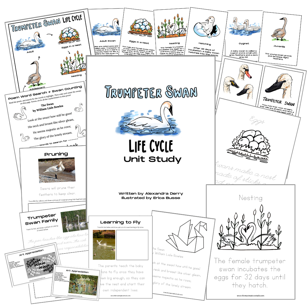 Trumpeter Swan Life Cycle Unit Study